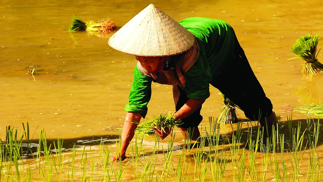 Vietnam Sapa local dreamstime