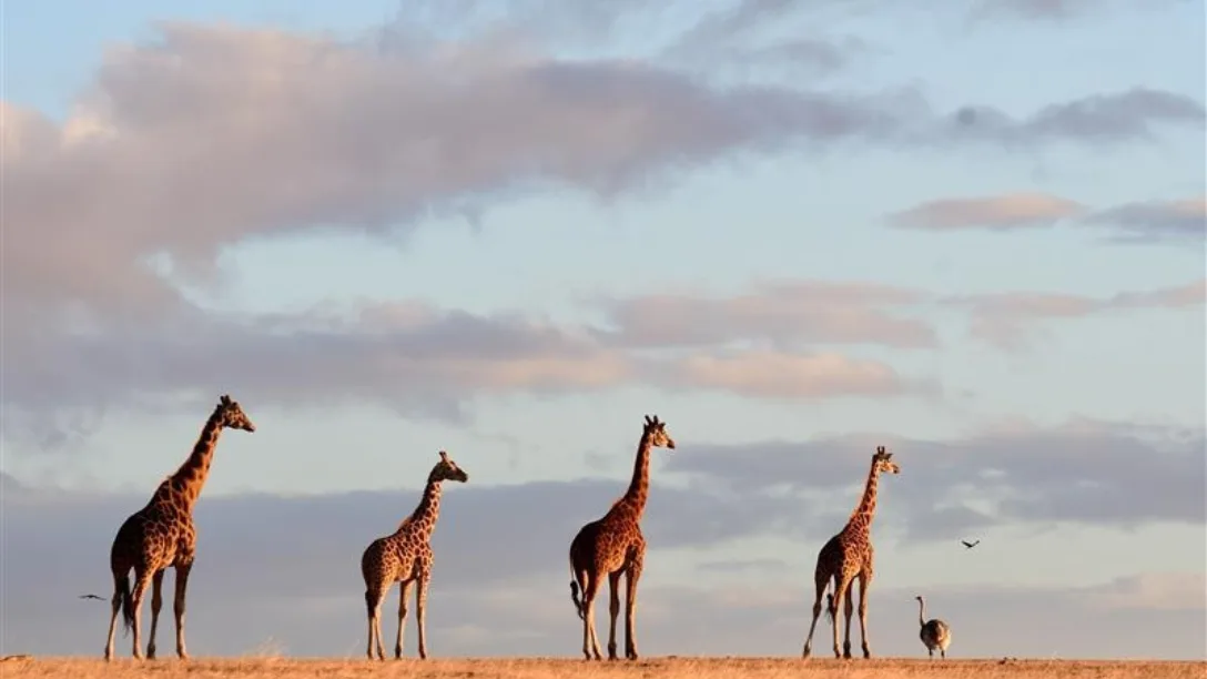 Monarto Safari Resort GIRAFFES General Admission