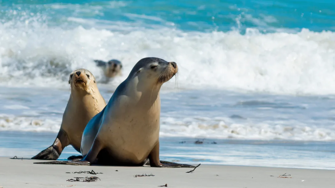 kangaroo island - seals