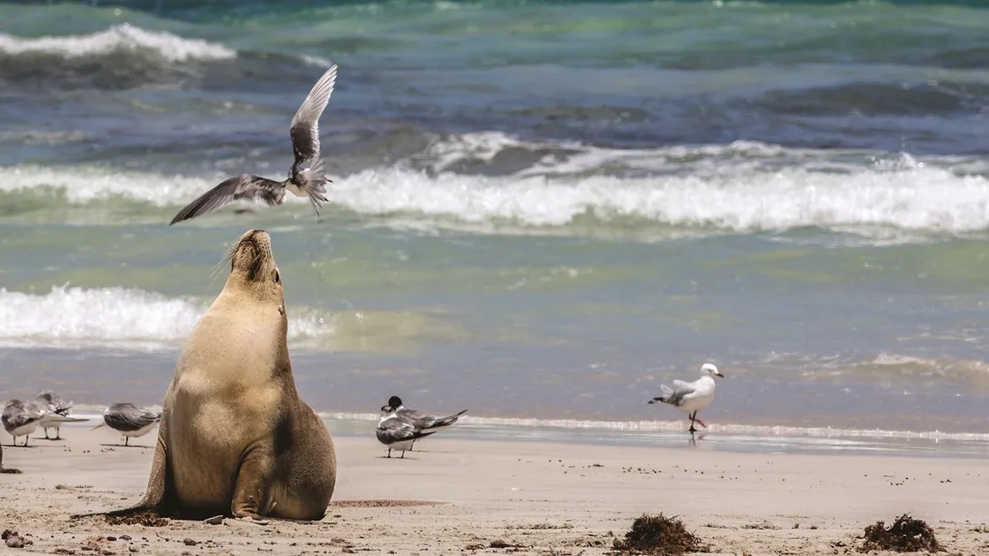 Sealink Kangaroo Island Seal