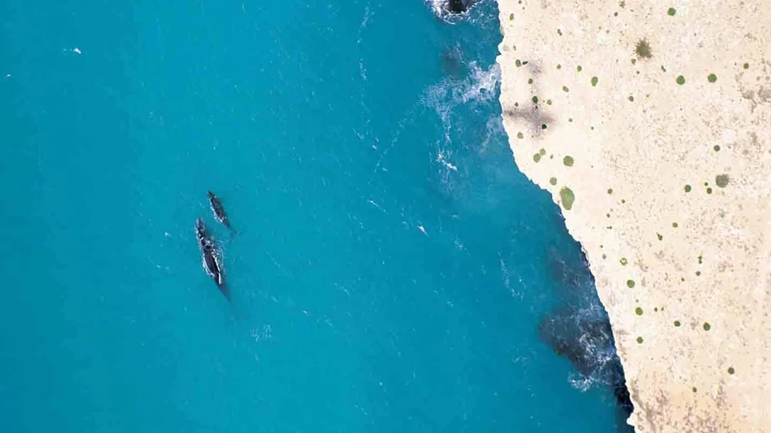 Head of bight whales