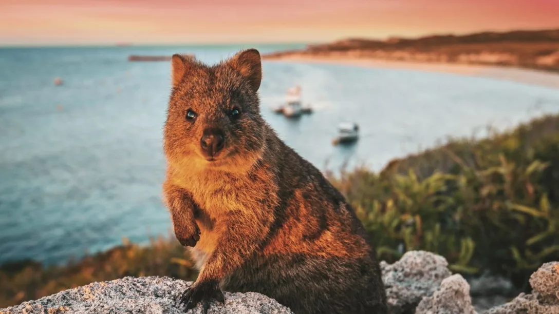 Quokka Rottnest Island SCENIC