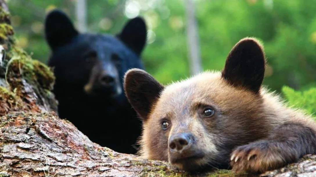 Canada Blue River Safari Bear Cubs