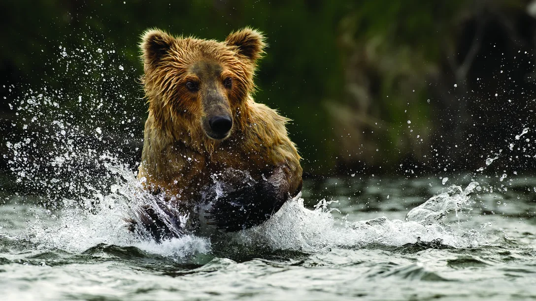 Canada bear