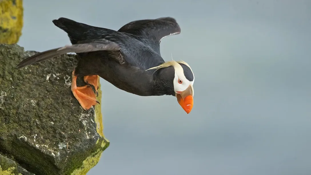 Hurtigruten - Puffin - Alaska