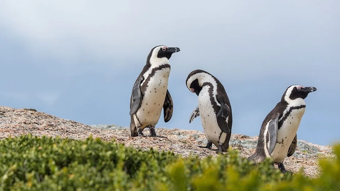 Regent - Mossel Bay, South Africa