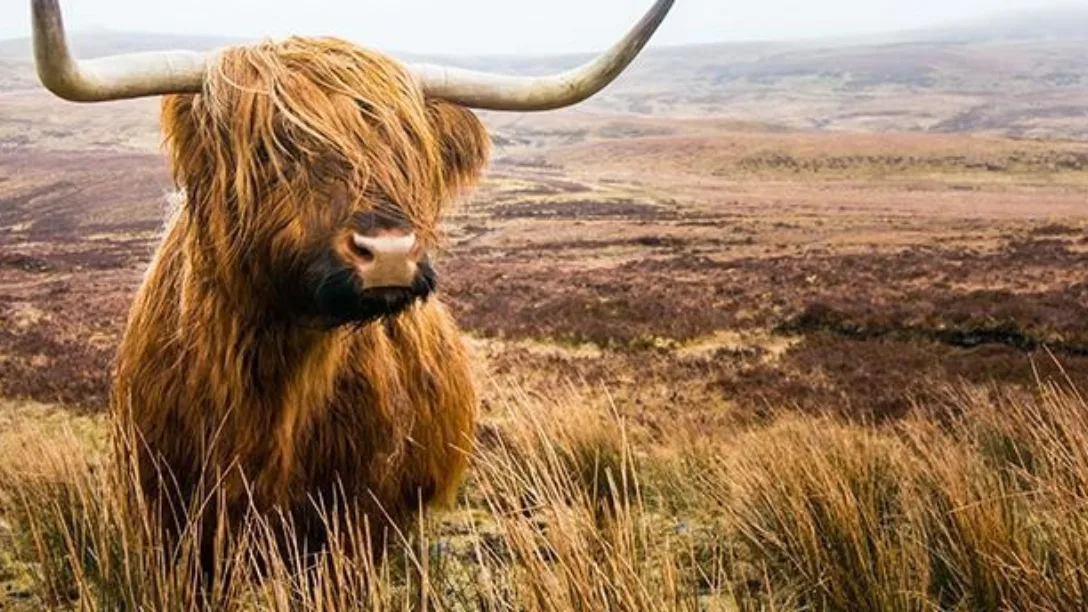 Highland Cow - Backroads Scotland