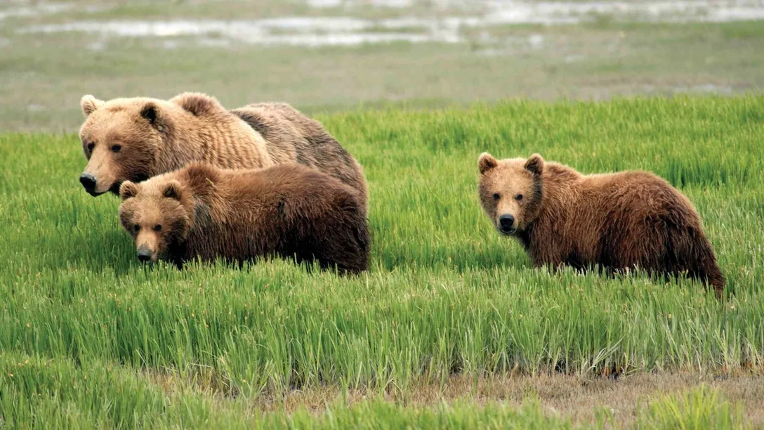 Bears-Alaska
