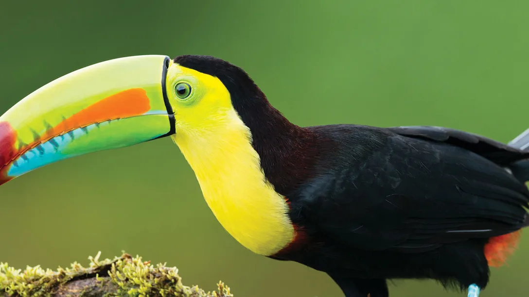 Toucan A&K Costa Rica