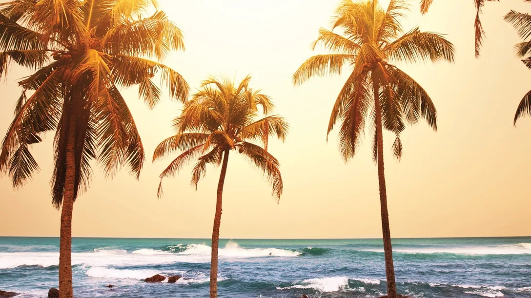 Hawaii-palm-trees-dusk-shot