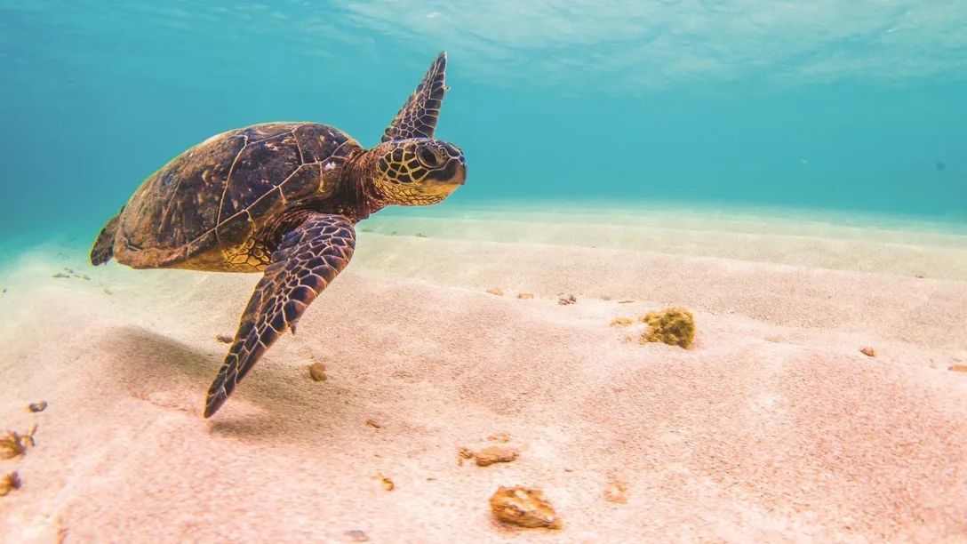 NEW-shutterstock-303507650