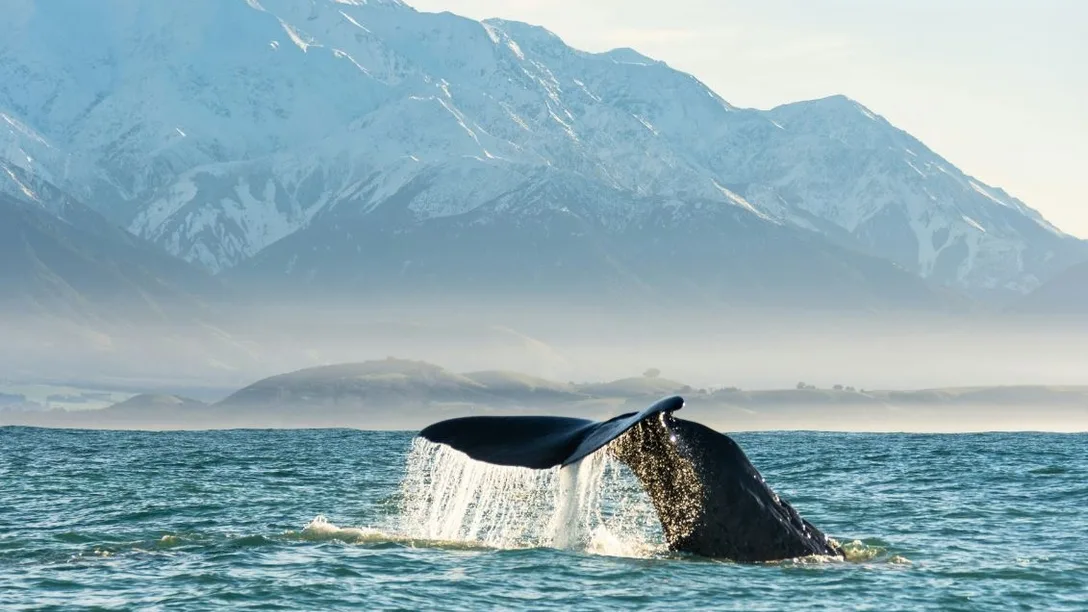 Whale tail NZ GPT