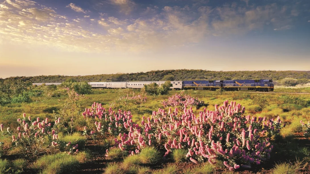 Indian-Pacific-Wildflowers